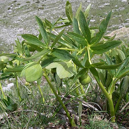 Helleborus cyclophyllus \ Kreisblttrige Nieswurz / Greek Hellebore, GR Timfi 17.5.2008