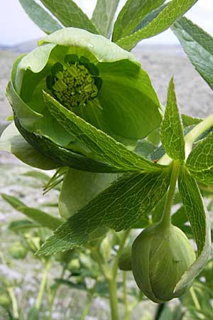 Helleborus cyclophyllus \ Kreisblttrige Nieswurz / Greek Hellebore, GR Timfi 17.5.2008