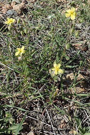 Helianthemum salicifolium / Willowleaf Rock-Rose, GR Hymettos 23.3.2019