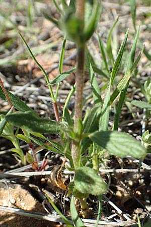 Helianthemum salicifolium \ Weidenblttriges Sonnenrschen / Willowleaf Rock-Rose, GR Hymettos 23.3.2019