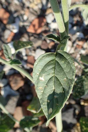 Heliotropium suaveolens / Fragrant Turn-Sole, GR Euboea (Evia), Kavos 26.8.2017