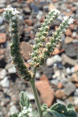 Heliotropium suaveolens \ Wohlriechende Sonnenwende / Fragrant Turn-Sole, GR Euboea (Evia), Kavos 26.8.2017