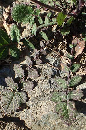 Hirschfeldia incana \ Grau-Senf / Shortpod Mustard, Buchanweed, GR Hymettos 23.3.2019