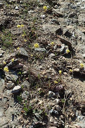 Hirschfeldia incana \ Grau-Senf / Shortpod Mustard, Buchanweed, GR Hymettos 23.3.2019