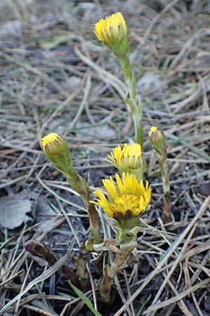 Tussilago farfara \ Huflattich / Colt's-Foot, GR Parnitha 22.3.2019