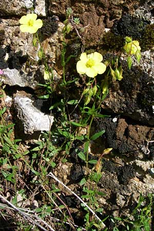 Helianthemum nummularium ? \ Kleinblttriges Sonnenrschen / Common Rock-Rose, GR Zagoria, Vikos - Schlucht / Gorge 15.5.2008