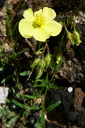 Helianthemum nummularium ? \ Kleinblttriges Sonnenrschen / Common Rock-Rose, GR Zagoria, Vikos - Schlucht / Gorge 15.5.2008