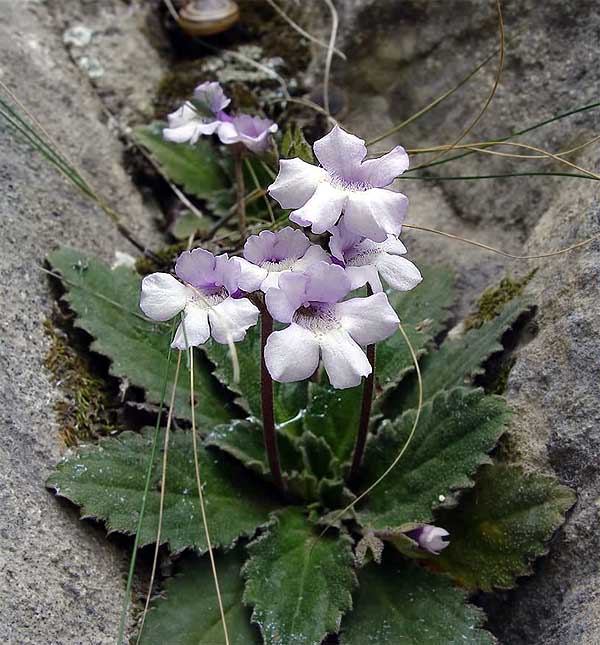 Haberlea rhodopensis \ Auferstehungspflanze, Haberlee / Resurrection Plant, GR Thrakien/Thrace, Nestos - Schlucht / Gorge 4/2005 (Photo: Zissis Antonopoulos)