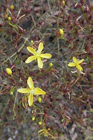 Hypericum triquetrifolium \ Krausblttriges Johanniskraut, GR Mykene 3.9.2007