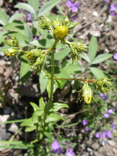 Hypericum rumeliacum \ Rumelisches Johanniskraut / Rumelian St. John's-Wort, GR Aoos - Schlucht / Gorge 16.5.2008