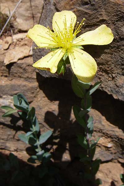 Hypericum rumeliacum \ Rumelisches Johanniskraut / Rumelian St. John's-Wort, GR Zagoria, Kipi 18.5.2008