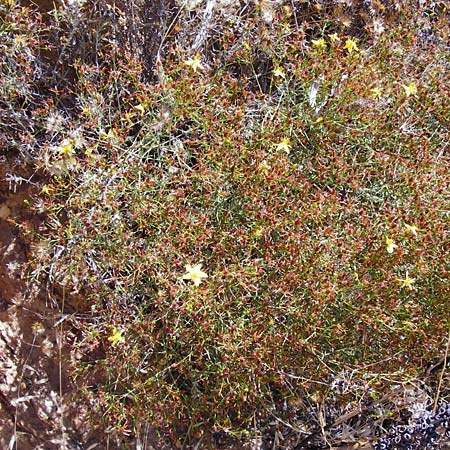 Hypericum triquetrifolium \ Krausblttriges Johanniskraut / Wavyleaf St. John's-Wort, Tangled Hypericum, GR Euboea (Evia), Karistos 30.8.2014