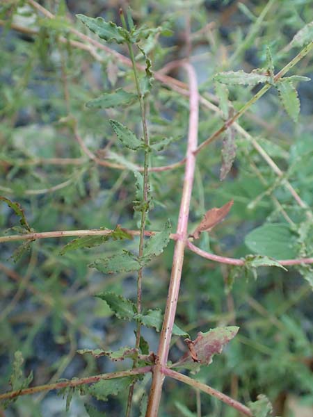 Hypericum triquetrifolium \ Krausblttriges Johanniskraut, GR Euboea (Evia), Drimona 27.8.2017