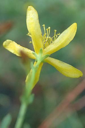 Hypericum triquetrifolium \ Krausblttriges Johanniskraut, GR Euboea (Evia), Drimona 27.8.2017