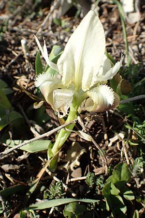 Iris pumila subsp. attica / Greek Iris, GR Parnitha 22.3.2019