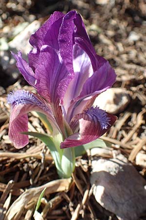 Iris pumila subsp. attica \ Attische Schwertlilie / Greek Iris, GR Parnitha 22.3.2019