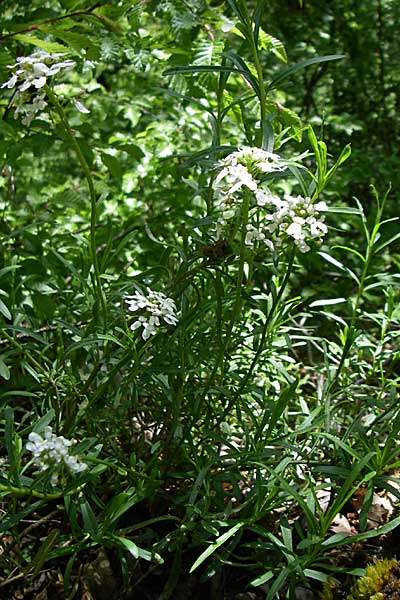 Iberis sempervirens / Perennial Candytuft, European Candytuft, GR Zagoria, Vikos - Gorge 15.5.2008