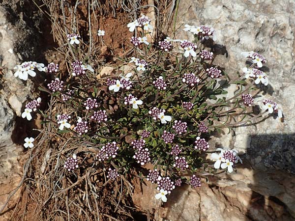 Iberis carnosa / Pruit's Candytuft, GR Parnitha 22.3.2019