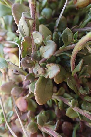 Iberis carnosa / Pruit's Candytuft, GR Parnitha 22.3.2019