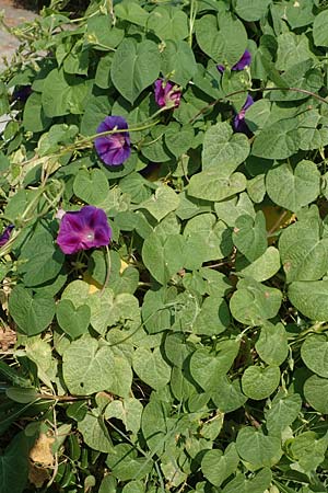 Ipomoea purpurea \ Trichter-Winde, Violette Prunk-Winde / Purple Morning Glory, GR Euboea (Evia), Neos Pirgos 29.8.2017