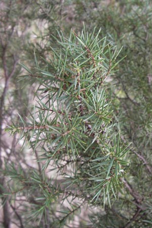 Juniperus drupacea \ Syrischer Wacholder, GR Peloponnes, Kosmas 31.3.2013