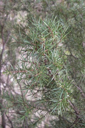 Juniperus drupacea \ Syrischer Wacholder / Syrian Juniper, GR Peloponnes, Kosmas 31.3.2013