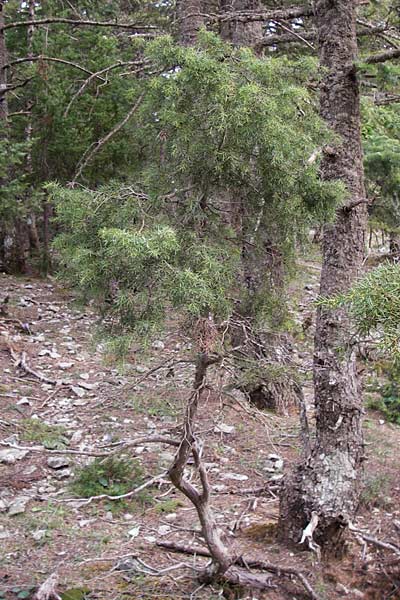 Juniperus drupacea \ Syrischer Wacholder, GR Peloponnes, Kosmas 31.3.2013