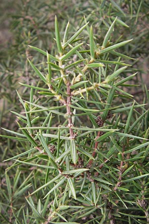 Juniperus drupacea \ Syrischer Wacholder / Syrian Juniper, GR Peloponnes, Kosmas 31.3.2013