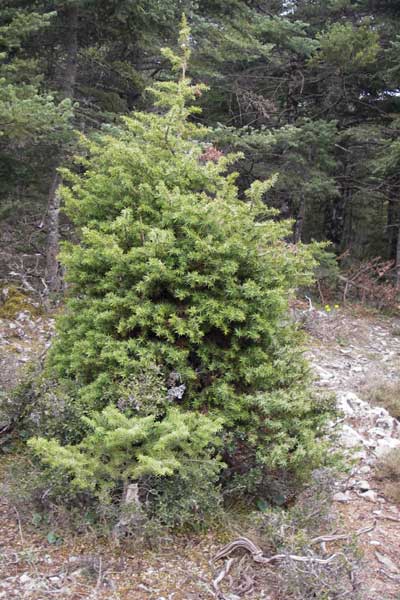 Juniperus drupacea \ Syrischer Wacholder, GR Peloponnes, Kosmas 31.3.2013