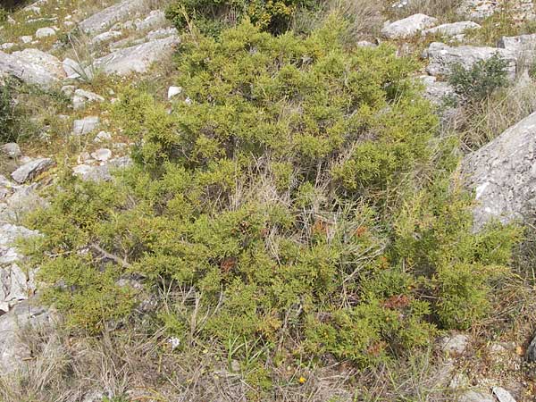 Juniperus phoenicea \ Phnizischer Wacholder / Phoenicean Juniper, GR Hymettos 2.4.2013