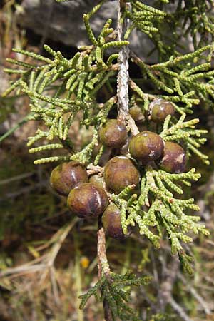 Juniperus phoenicea \ Phnizischer Wacholder / Phoenicean Juniper, GR Hymettos 2.4.2013