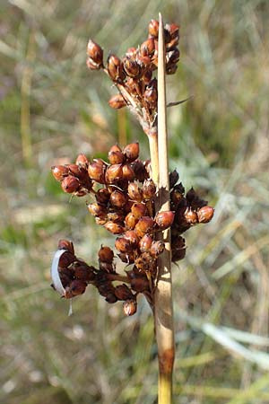 Juncus acutus \ Stechende Binse, GR Euboea (Evia), Kanatadika 28.8.2017