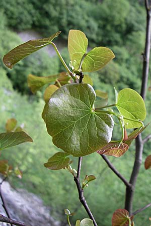 Cercis siliquastrum / Judas Tree, GR Zagoria, Vikos - Gorge 15.5.2008