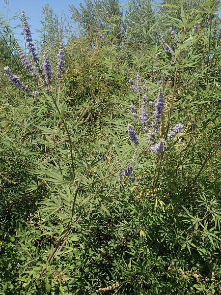 Vitex agnus-castus \ Mönchspfeffer, Keuschbaum / Chaste-Berry Tree, GR Euboea (Evia), Istiea 27.8.2017