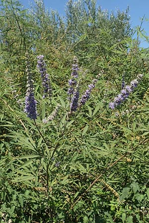 Vitex agnus-castus \ Mnchspfeffer, Keuschbaum / Chaste-Berry Tree, GR Euboea (Evia), Istiea 27.8.2017