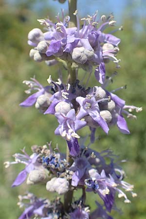 Vitex agnus-castus \ Mnchspfeffer, Keuschbaum / Chaste-Berry Tree, GR Euboea (Evia), Istiea 27.8.2017