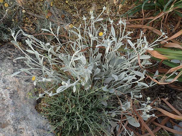 Pentanema verbascifolium subsp. methanaeum \ Methana-Alant, GR Athen 10.4.2019