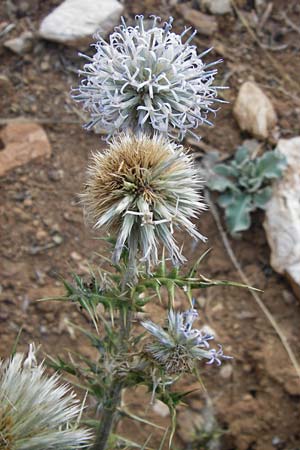 Echinops sphaerocephalus \ Drsenblttrige Kugeldistel, Rundkpfige Kugeldistel, GR Parnitha 1.9.2014