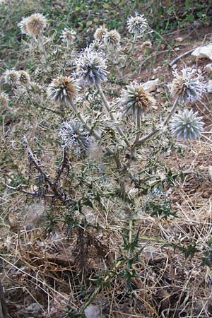 Echinops sphaerocephalus \ Drsenblttrige Kugeldistel, Rundkpfige Kugeldistel, GR Parnitha 1.9.2014