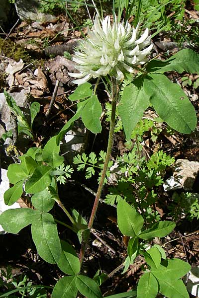 Trifolium pignantii / Pignant's Clover, GR Zagoria, Vikos - Gorge 15.5.2008