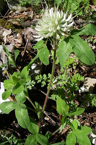 Trifolium pignantii \ Pignants Klee, GR Zagoria, Vikos - Schlucht 15.5.2008