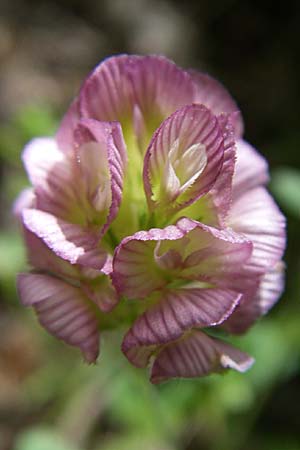 Trifolium grandiflorum / Large-Flower Hop Clover, Purple Clover, GR Aoos - Gorge 16.5.2008