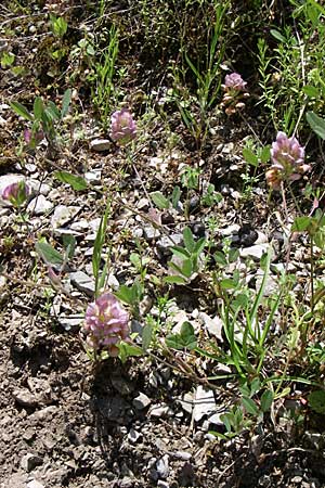 Trifolium grandiflorum \ Grobltiger Klee / Large-Flower Hop Clover, Purple Clover, GR Aoos - Schlucht / Gorge 16.5.2008