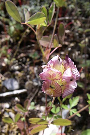 Trifolium grandiflorum \ Grobltiger Klee / Large-Flower Hop Clover, Purple Clover, GR Aoos - Schlucht / Gorge 16.5.2008