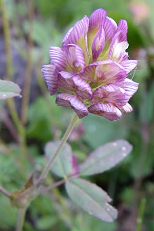 Trifolium grandiflorum / Large-Flower Hop Clover, Purple Clover, GR Aoos - Gorge 16.5.2008