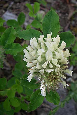 Trifolium pignantii / Pignant's Clover, GR Zagoria, Kipi 18.5.2008