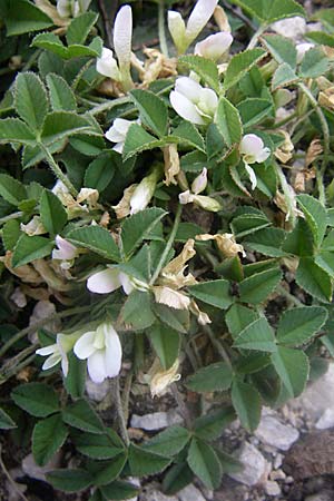 Trifolium uniflorum \ Einbltiger Klee / One-Flowered Clover, GR Parnitha 22.5.2008