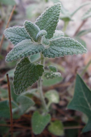 Nepeta argolica \ Argolische Katzenminze / Argolian Catnip, GR Parnitha 1.9.2014