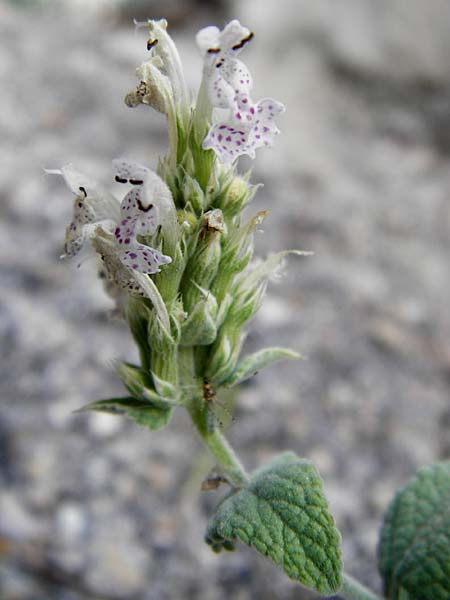 Nepeta argolica \ Argolische Katzenminze / Argolian Catnip, GR Parnitha 1.9.2014