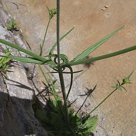 Knautia integrifolia / Whole-Leaved Scabious, GR Aoos - Gorge 16.5.2008